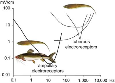 Predation and Crypsis in the Evolution of Electric Signaling in Weakly Electric Fishes